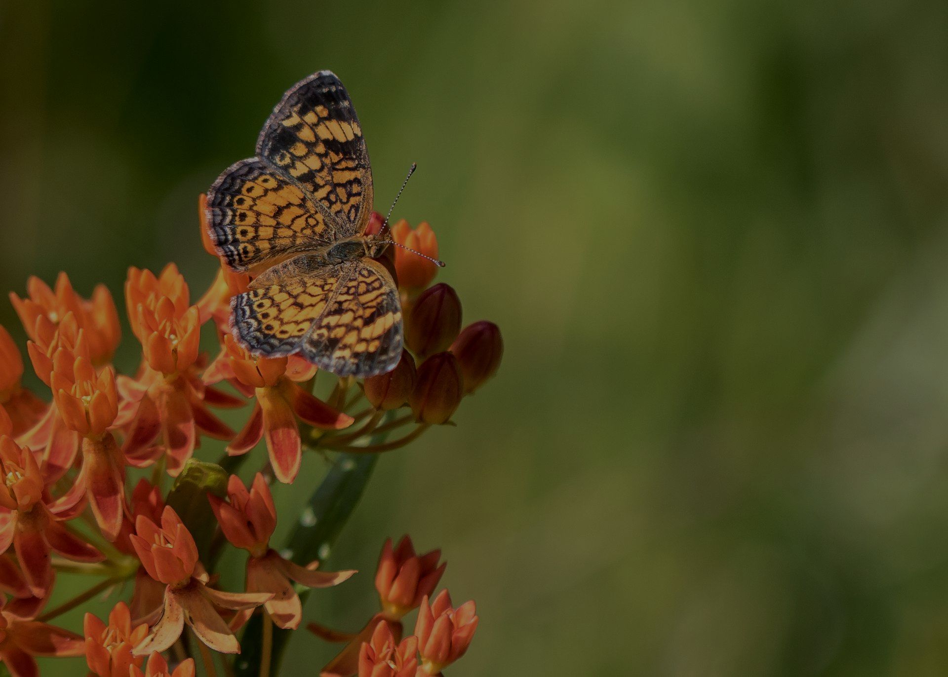 Butterfly with mottled orange wings perched on orange flowers, green background.