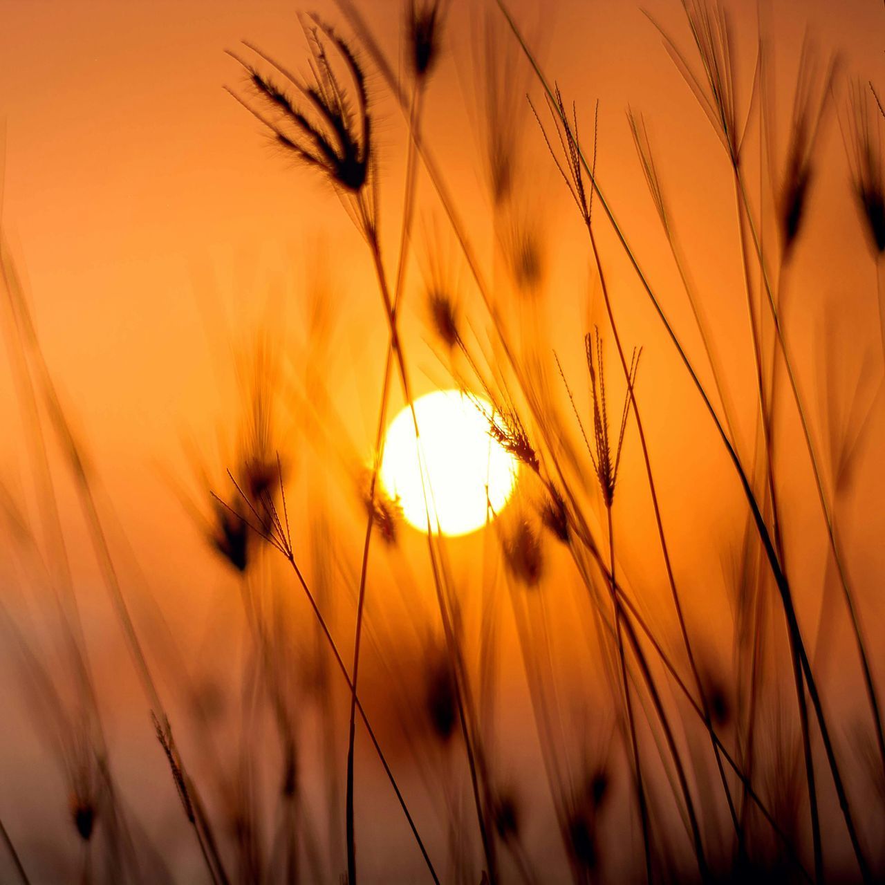 Sunset through tall grass silhouettes, warm orange and yellow tones.