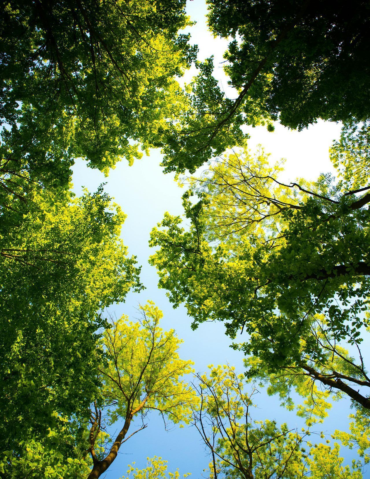 Green tree canopy reaching towards a blue sky.
