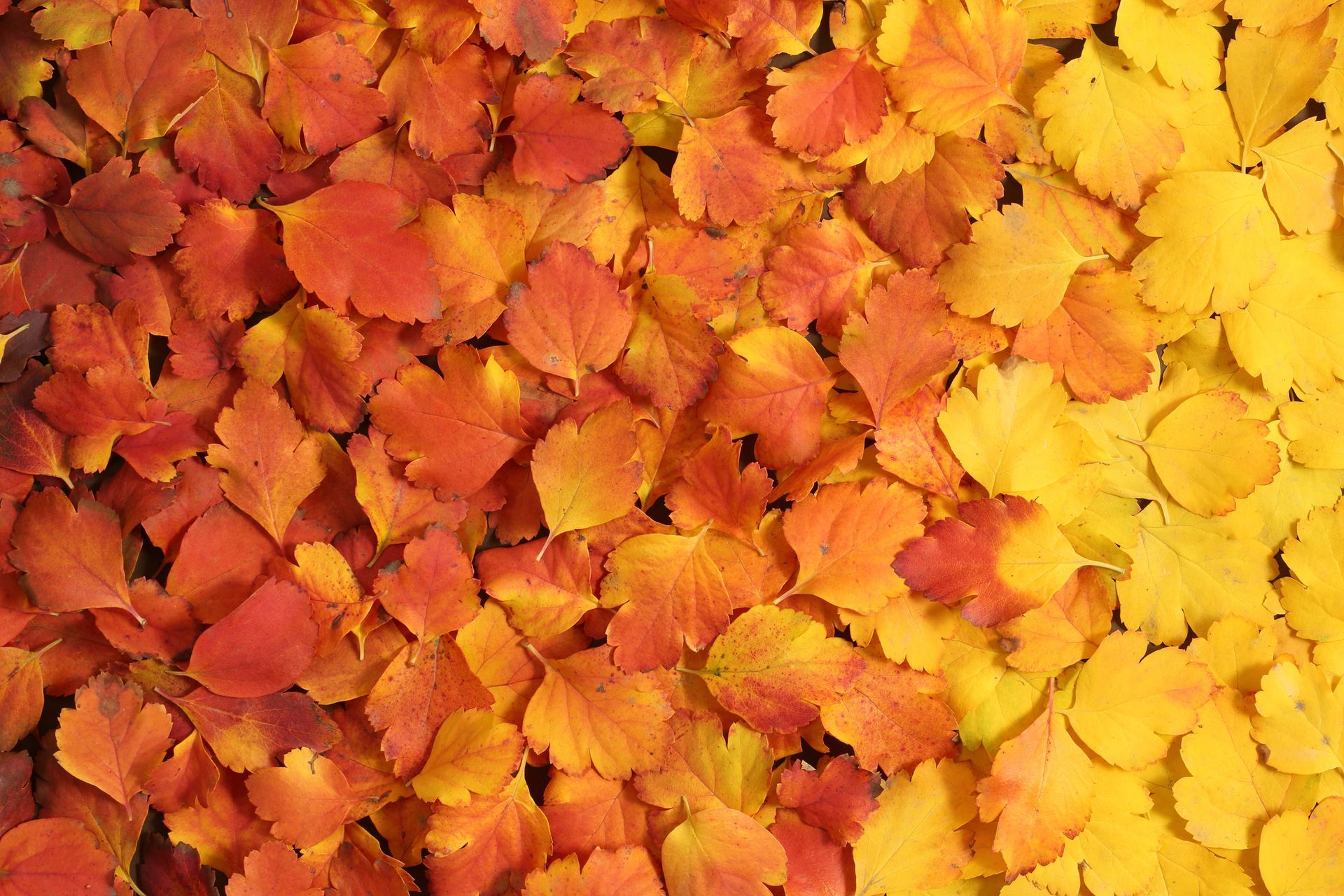 A Pile of Red and Yellow Leaves on The Ground | Onalaska, WI | River City Irrigation