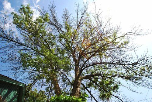 Beautiful Sky — Littleton, CO — Climber’s Choice Tree Care