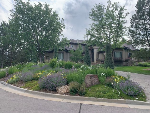 Photo of properly trimmed trees in landscaping