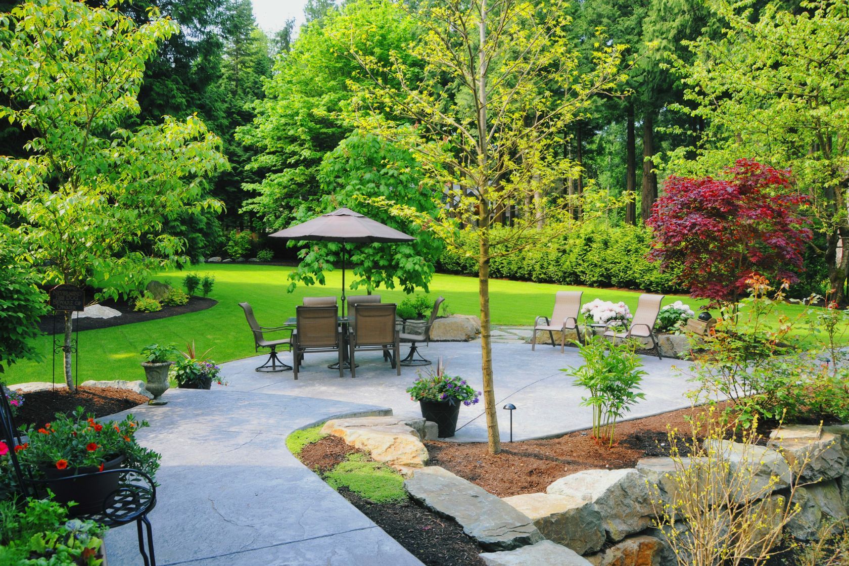 trees in a backyard