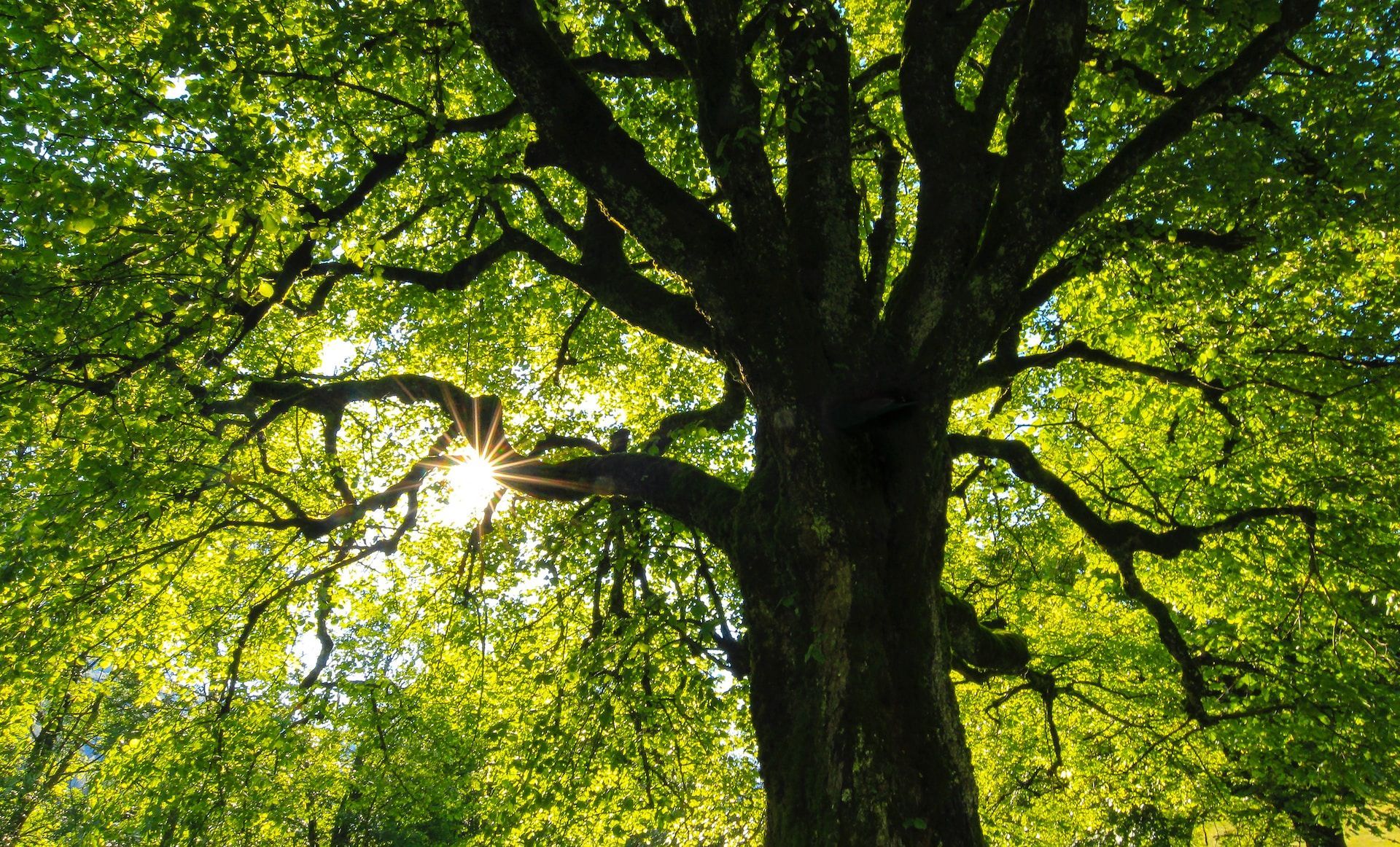 tree care