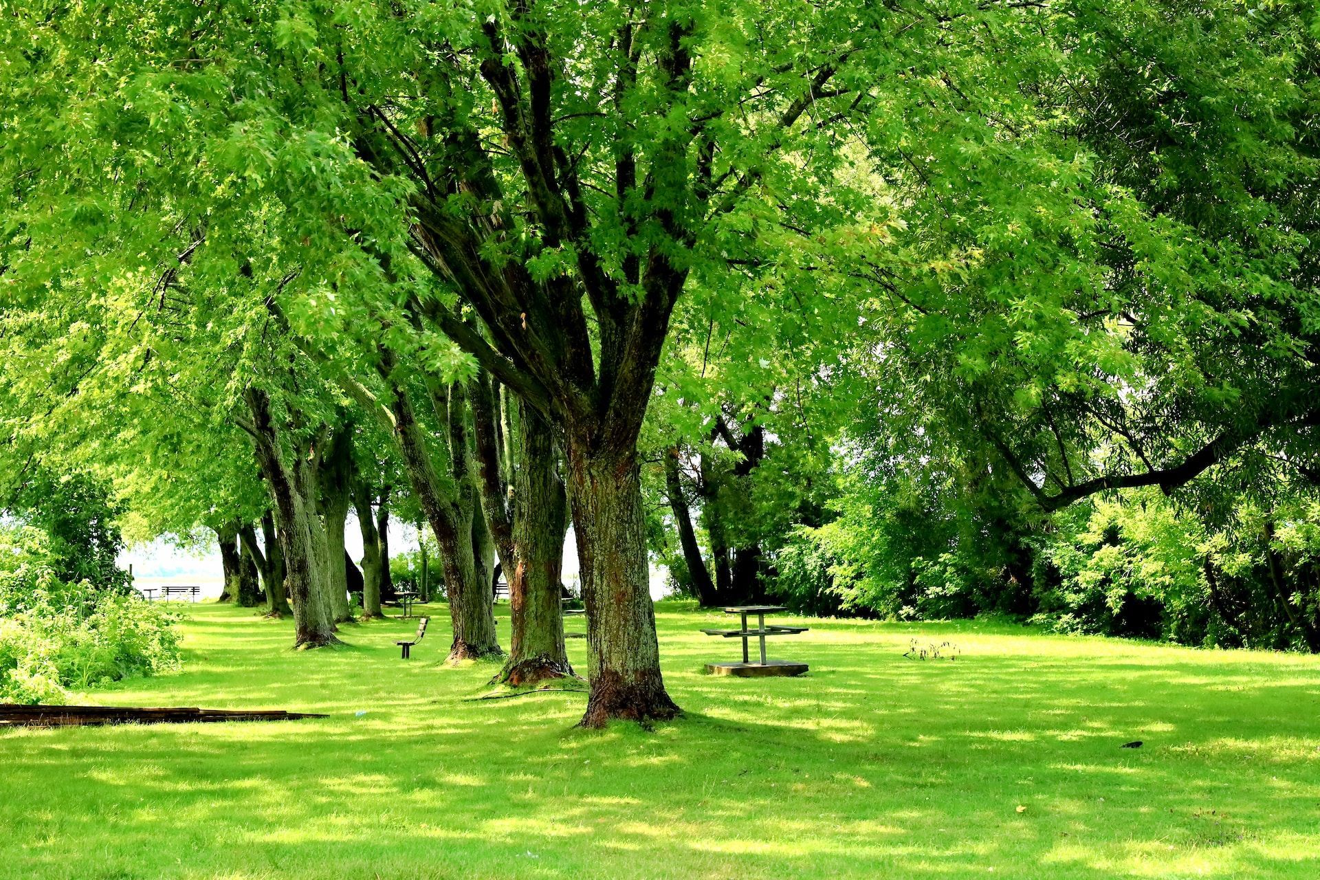 tree care