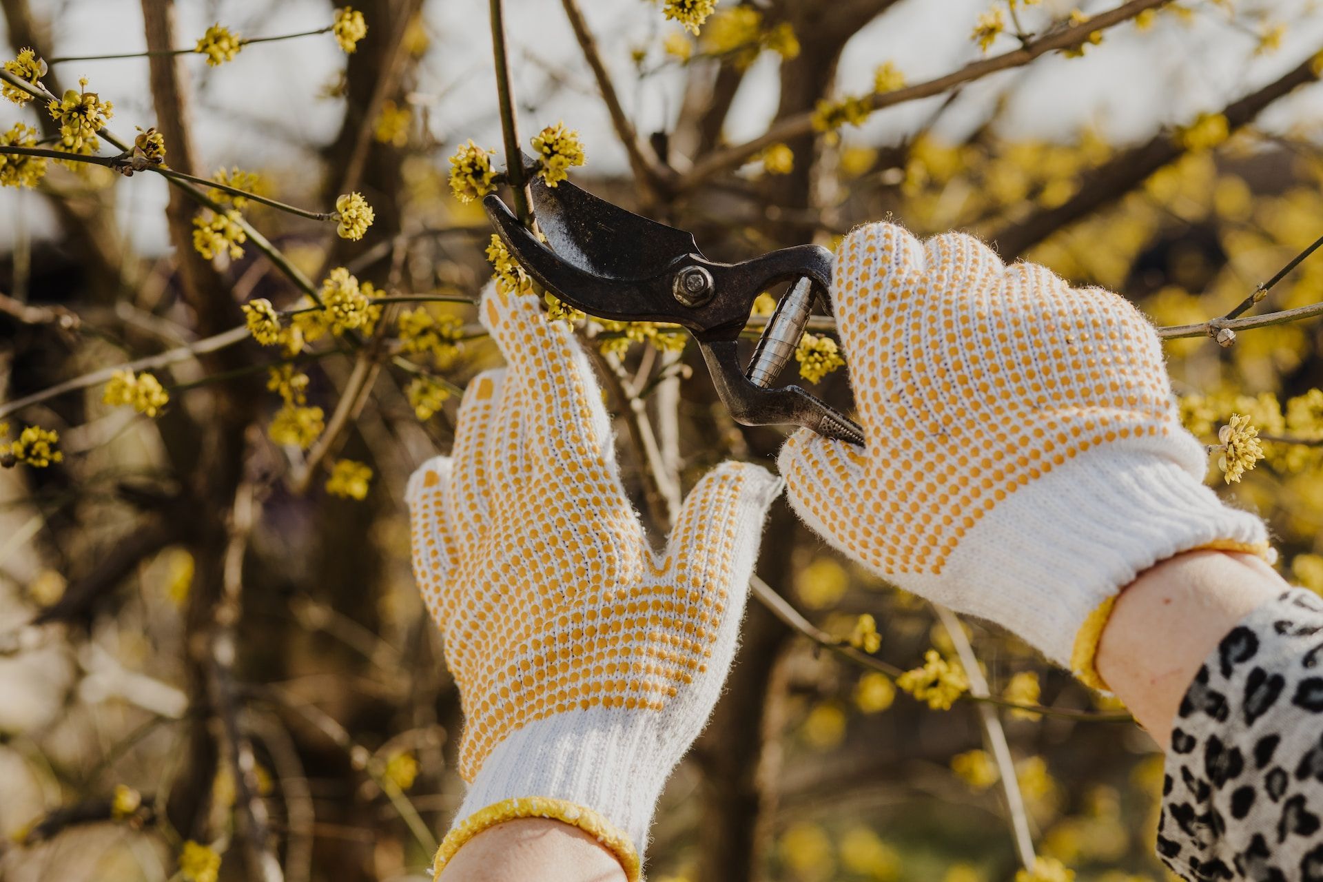tree pruning