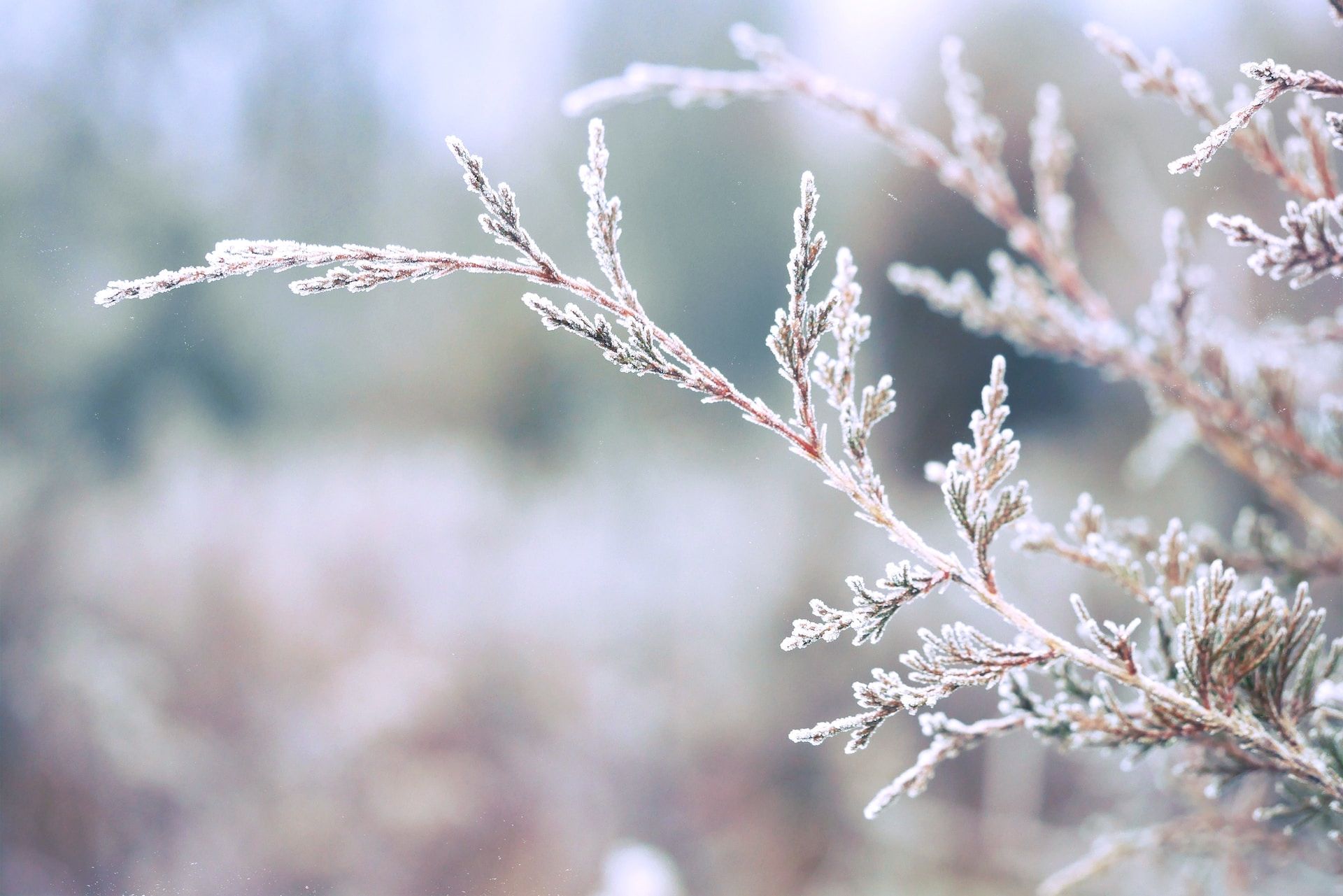 winter tree