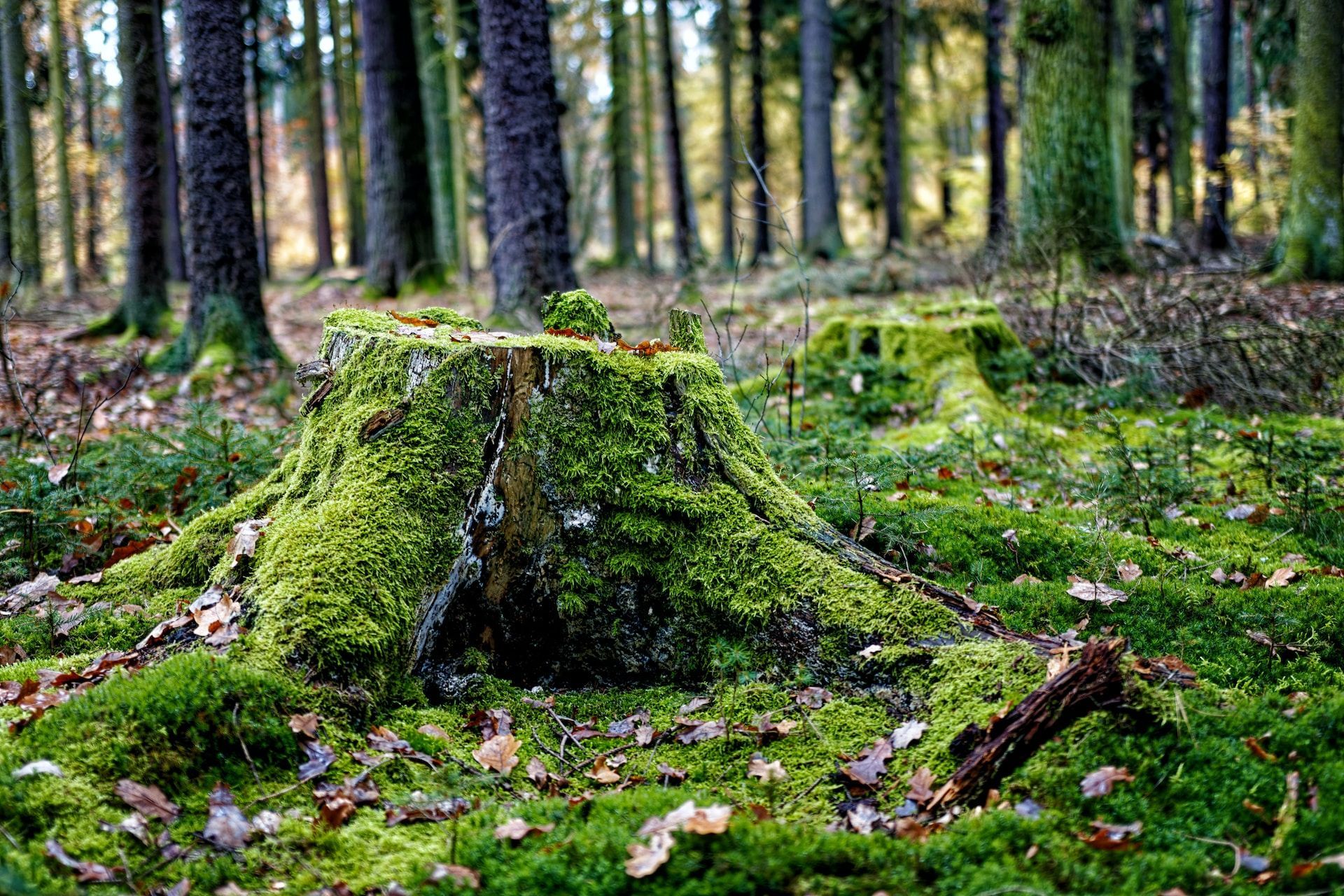 tree stump