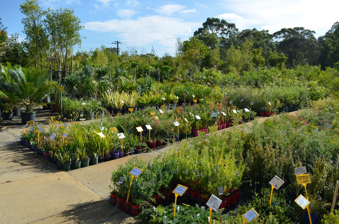 Contact Advanced Nursery Perth