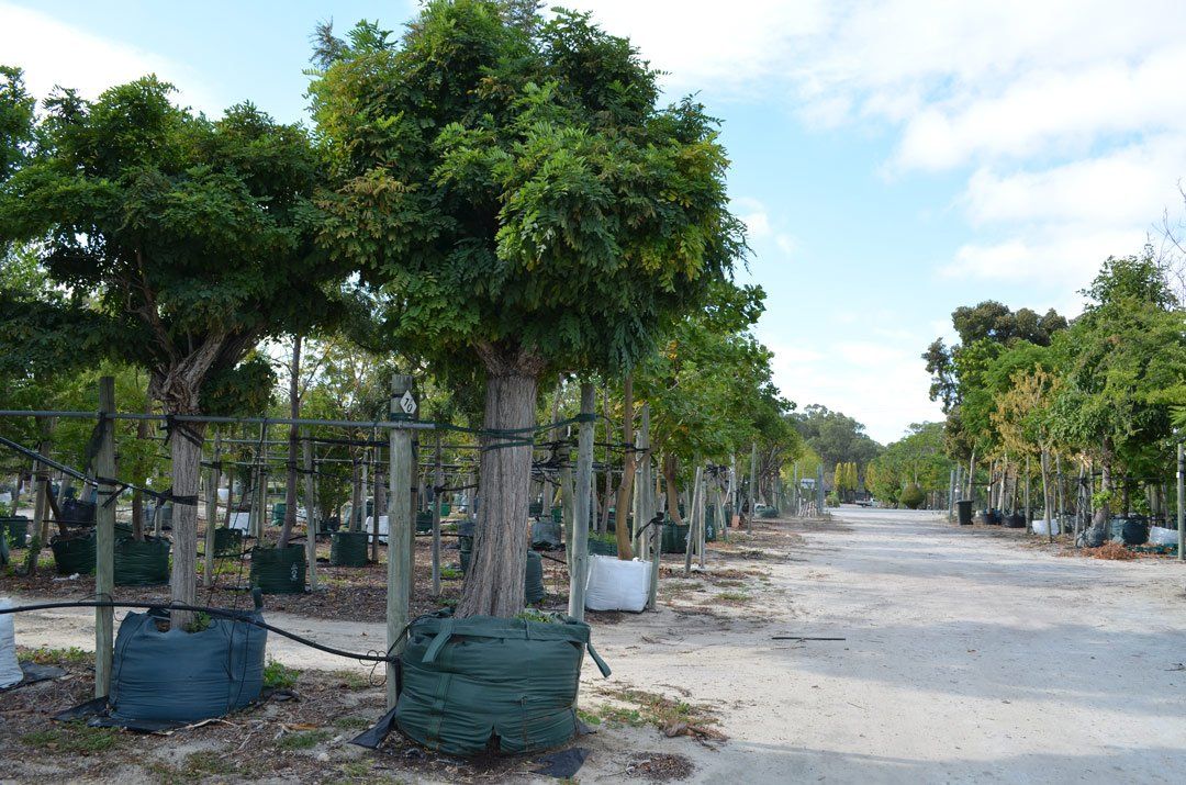 advanced-nursery14