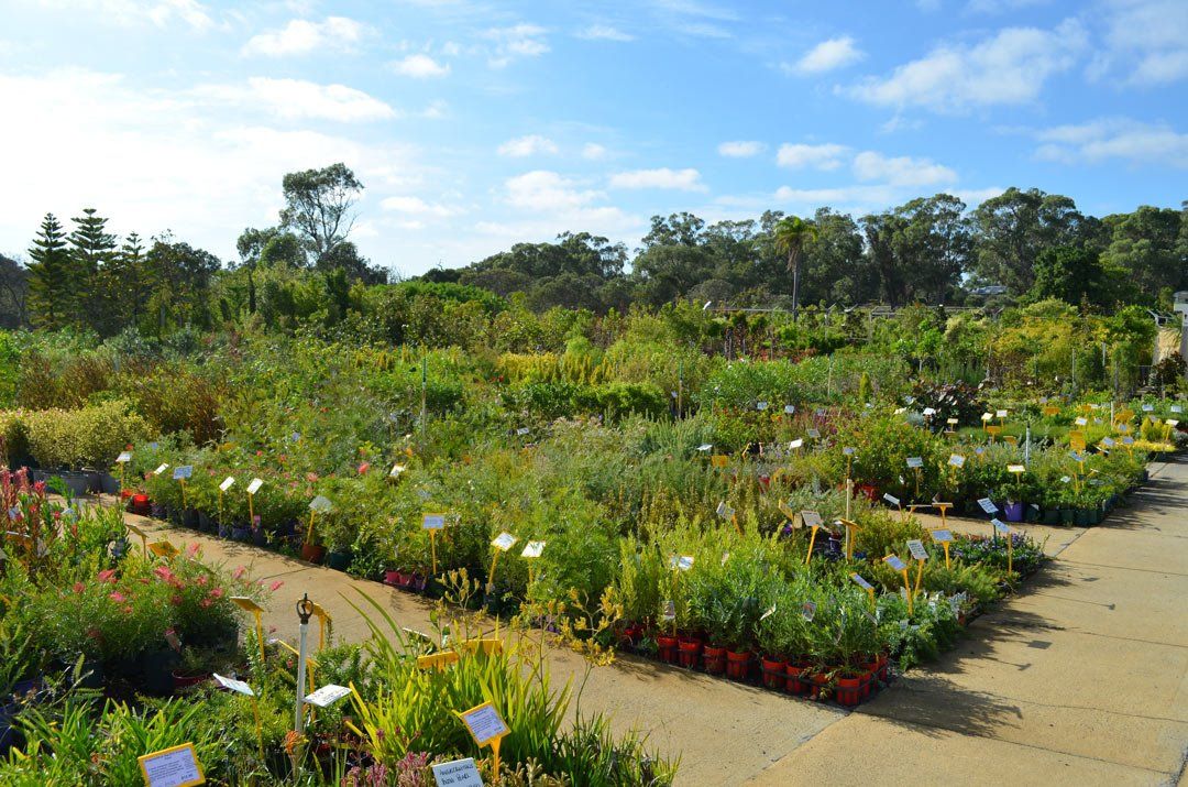 advanced-nursery20
