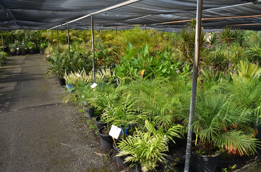 advanced-nursery28