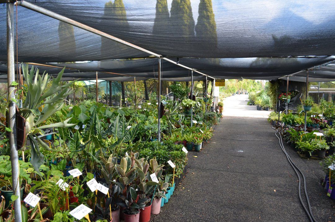advanced-nursery29