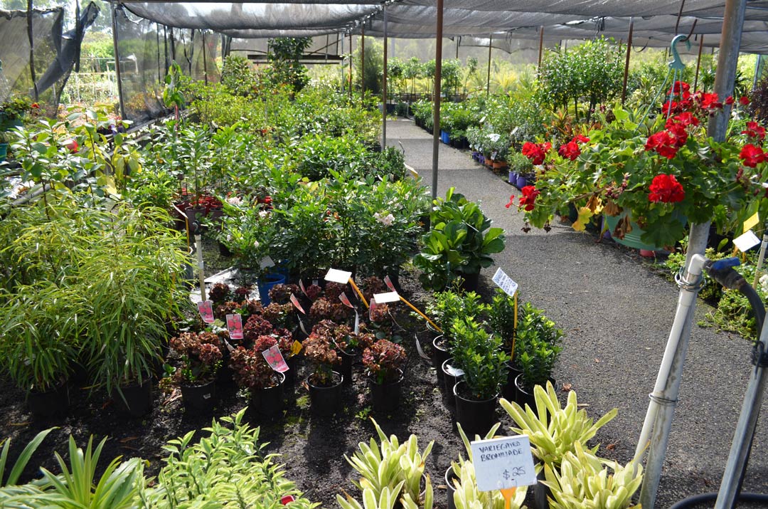 advanced-nursery26