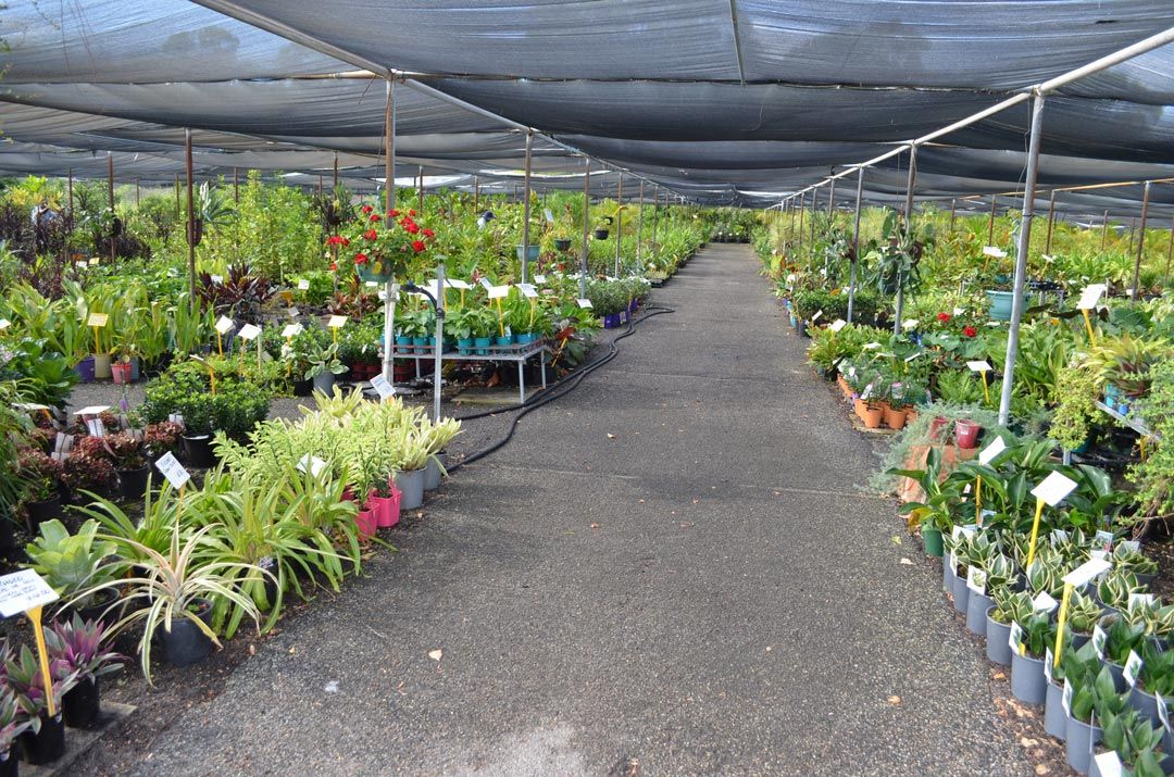 advanced-nursery7