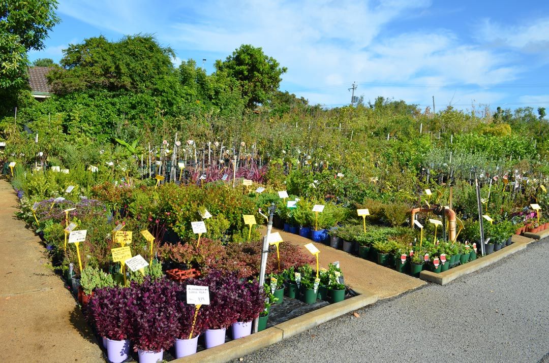 advanced-nursery9
