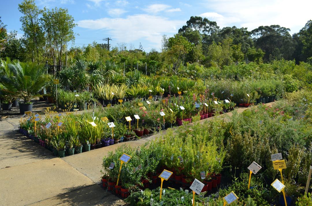 advanced-nursery8
