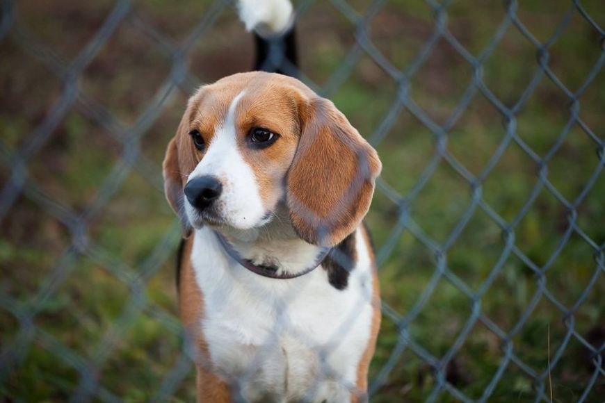 rete per recinzione animali