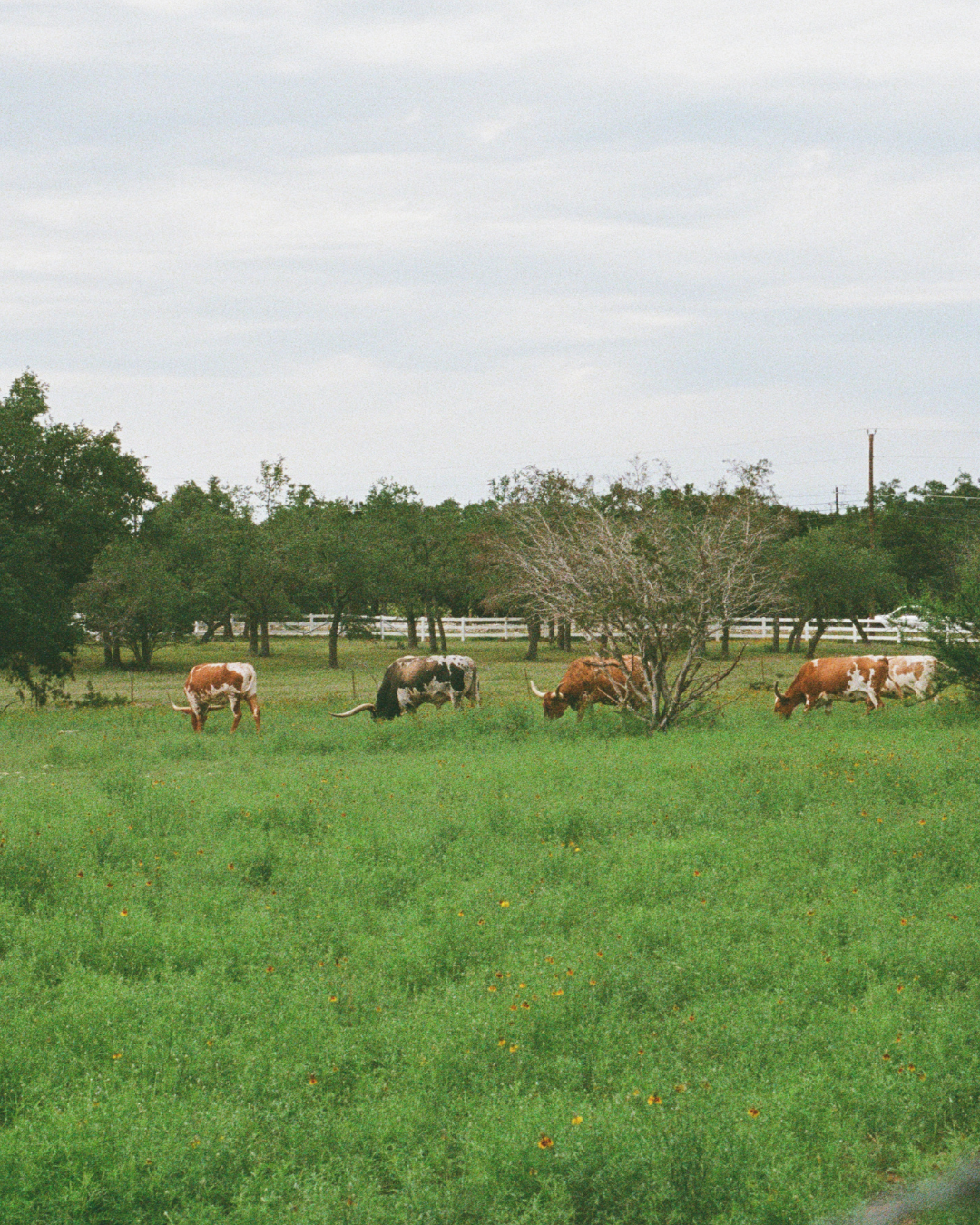 Cows grazing in a green field under a cloudy sky, with trees in the background.