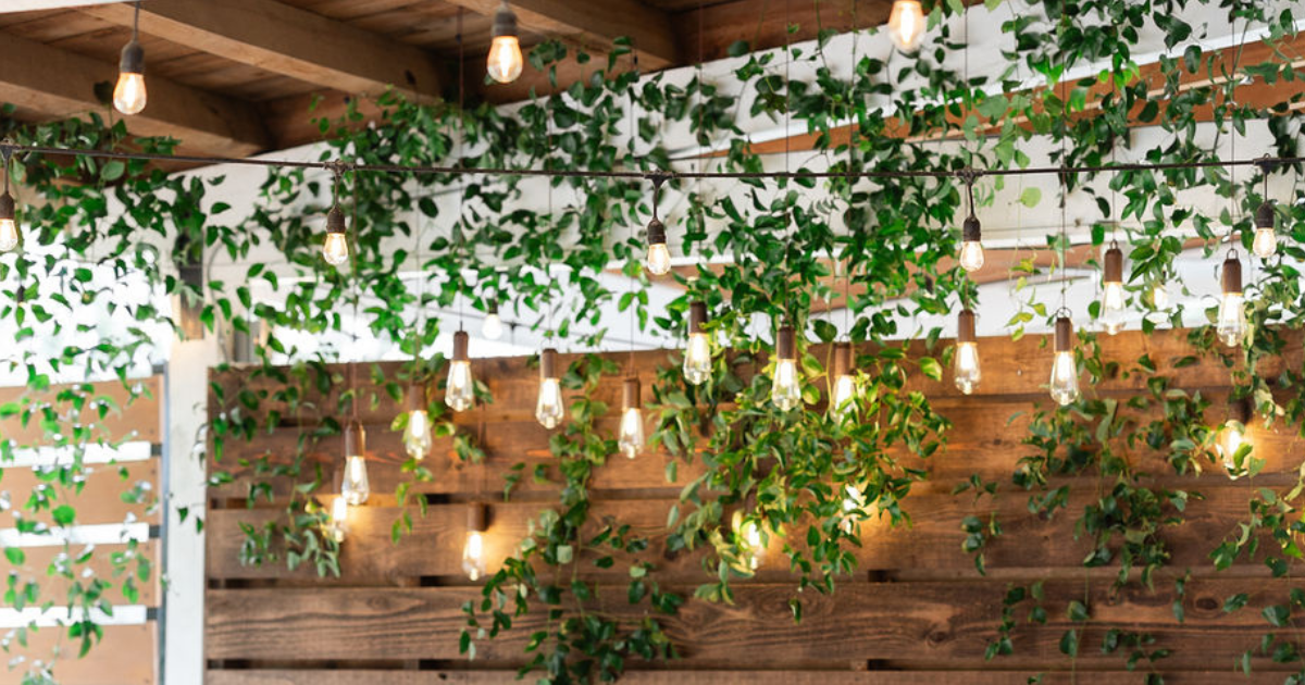 Indoor café with hanging green vines, warm pendant lights, and a wood-paneled wall