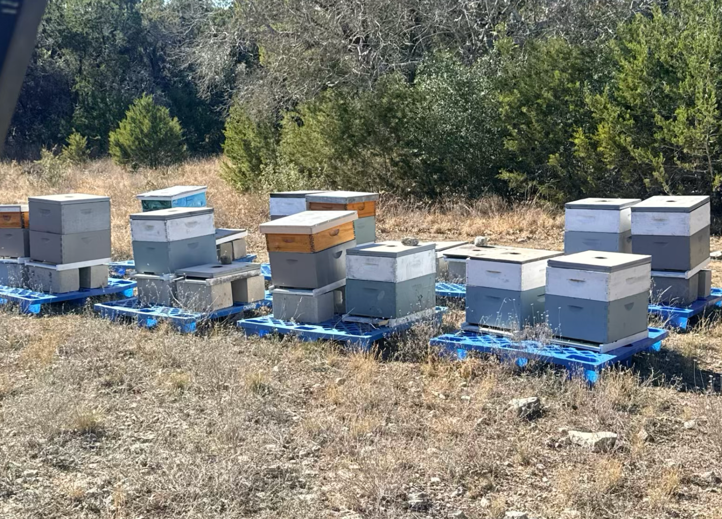 Rows of beehives on blue pallets in a grassy field near trees