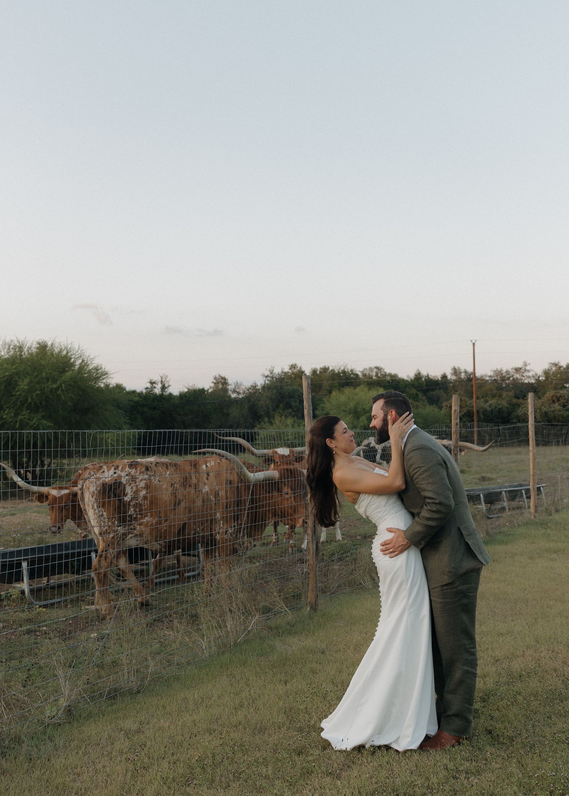 A couple in wedding attire poses in a dip during a kiss in a field next to a fence with several longhorn cattle.