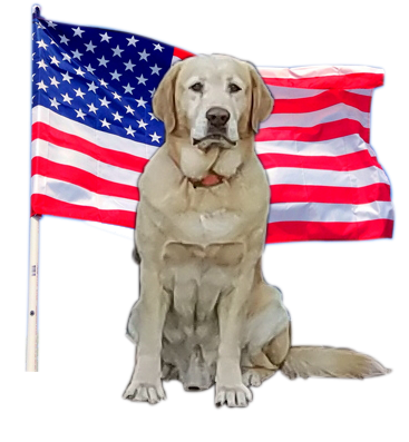 A Dog With A Flag — Palatka, Fl — Moore’s Well Drilling Yellow Labrador retriever sits in front of the American flag.