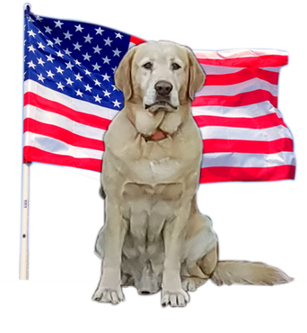 A Dog With A Flag — Palatka, Fl — Moore’s Well Drilling Yellow Labrador retriever sits in front of the American flag.