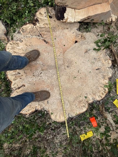 A person stands beside a large, freshly cut tree stump with a yellow measuring tape across its surface.