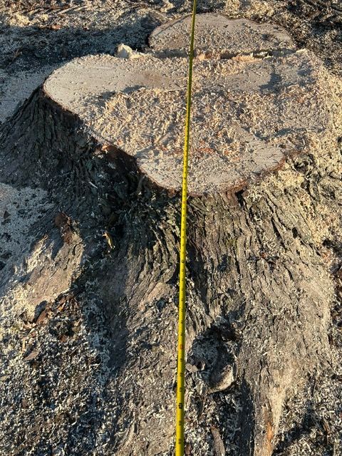 A yellow measuring tape laid vertically against the center of a large, freshly cut tree stump on dirt.
