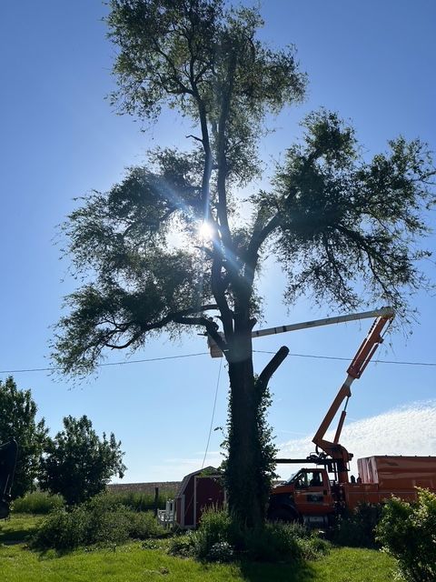 An orange cherry picker truck parked by a large tree, with a worker in the bucket trimming branches under a sunny sky.
