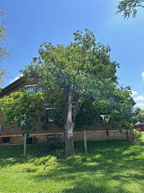 A tree with a prominent, tilted trunk stands in a grassy yard in front of a brick house under a bright blue sky.