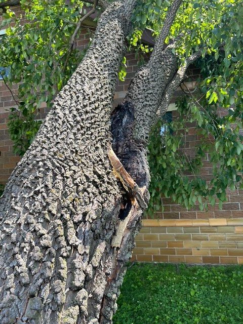 A large, textured tree trunk with a dark, hollowed-out split and a broken branch hanging in the crook.