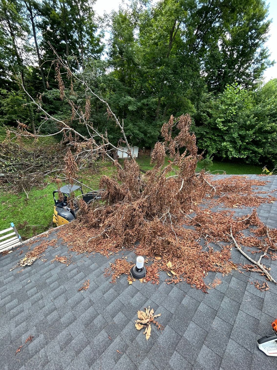A fallen tree branch with brown leaves lies across a gray asphalt shingle roof.