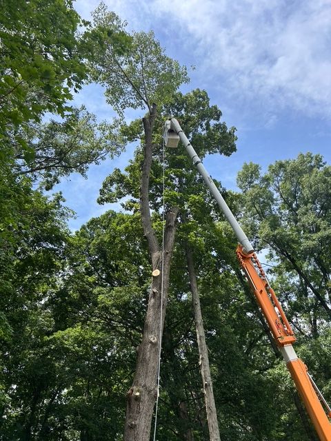 A worker in an elevated bucket truck cuts branches from a tall, green tree against a blue sky.