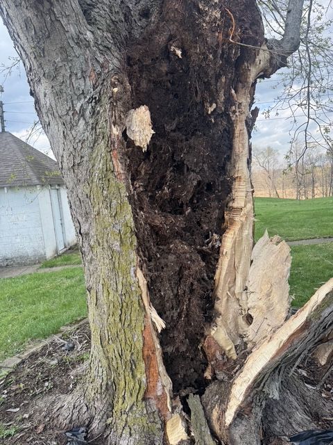 A damaged tree trunk with a large, hollow, decayed section and peeling bark near a grassy lawn and building.