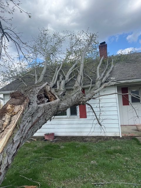 A large, damaged tree has fallen onto the roof of a white house with red shutters.