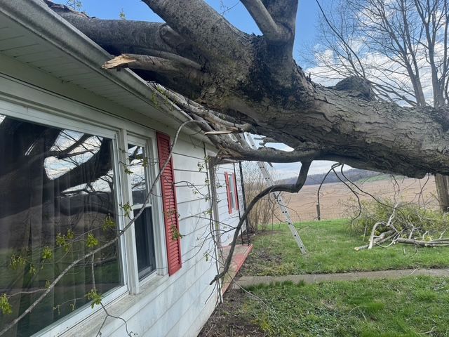 A large tree limb has fallen onto the roof and gutter of a white house with red shutters.