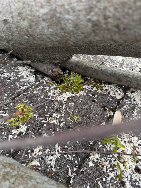 Small, light-green buds sprout from the ground near a tree trunk and scattered debris on a dark, textured surface.
