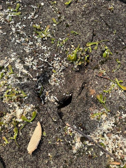 A dark insect, likely a beetle, crawls on sandy ground near a small hole among scattered green leaves and debris.