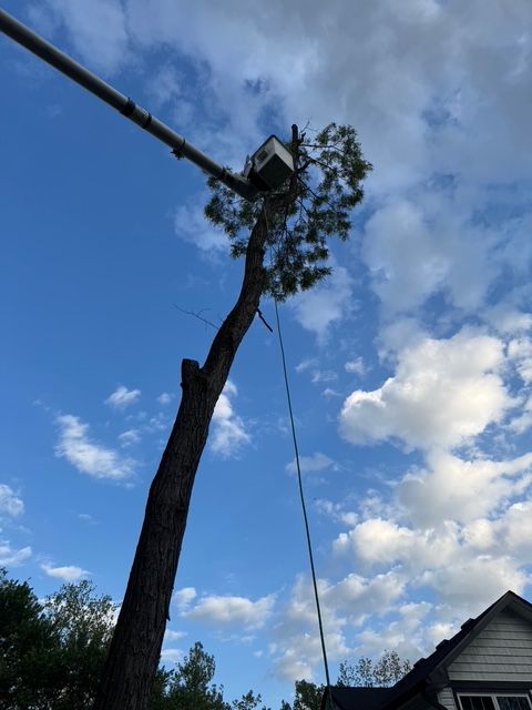 A worker in a bucket truck lift prunes the top of a tall pine tree against a blue sky with scattered clouds.