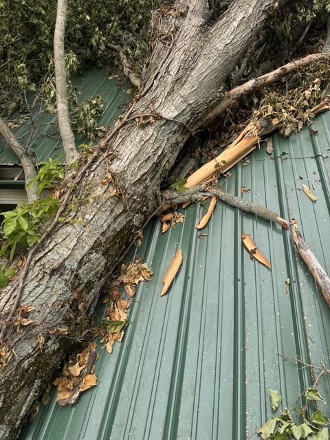 A large tree trunk has fallen and is resting on a sloped, green metal roof, with debris scattered around the impact area.