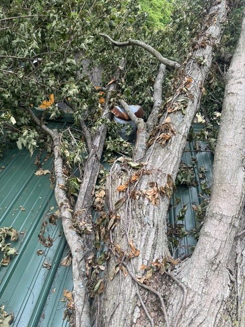 A tree has fallen across a green metal roof, with branches and leaves obscuring part of the structure.