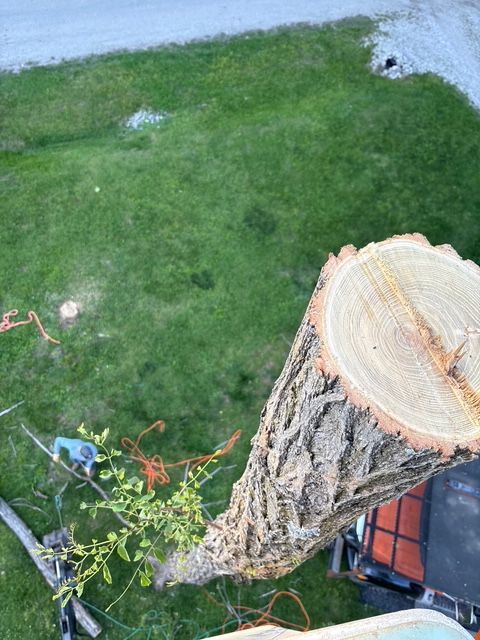 A high-angle view of a freshly cut tree trunk section, with a worker and ropes visible in the grassy yard below.