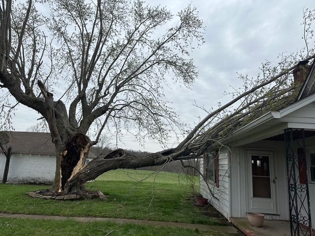 A large, partially hollowed tree has fallen, with a branch resting across the roof of a white house.