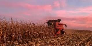 A combine harvester in a field of corn, silhouetted against a pink and purple sunset sky.
