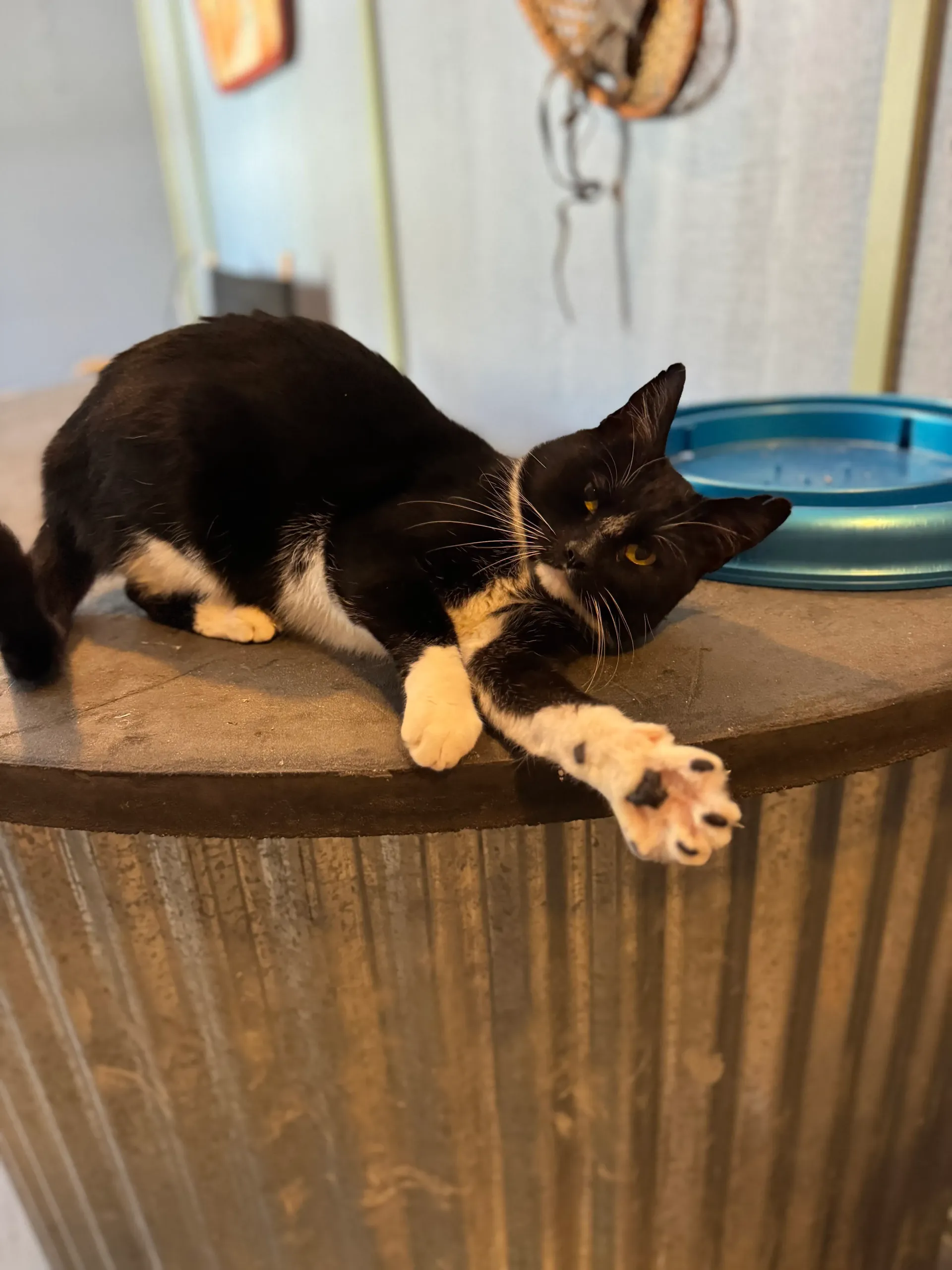 Black-and-white cat lounging on a round table, stretching out a paw near a blue bowl