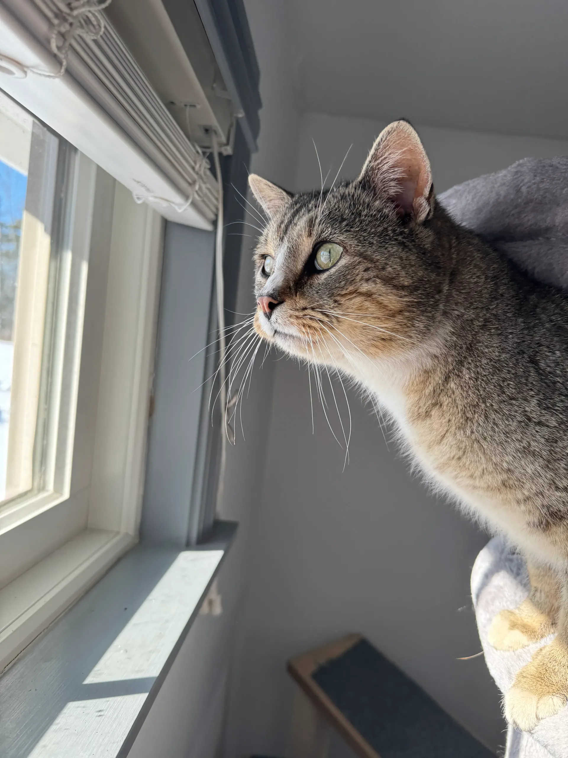 Tabby cat looking out a window in bright sunlight