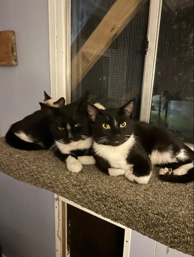 Three black-and-white cats lounging on a carpeted window ledge indoors