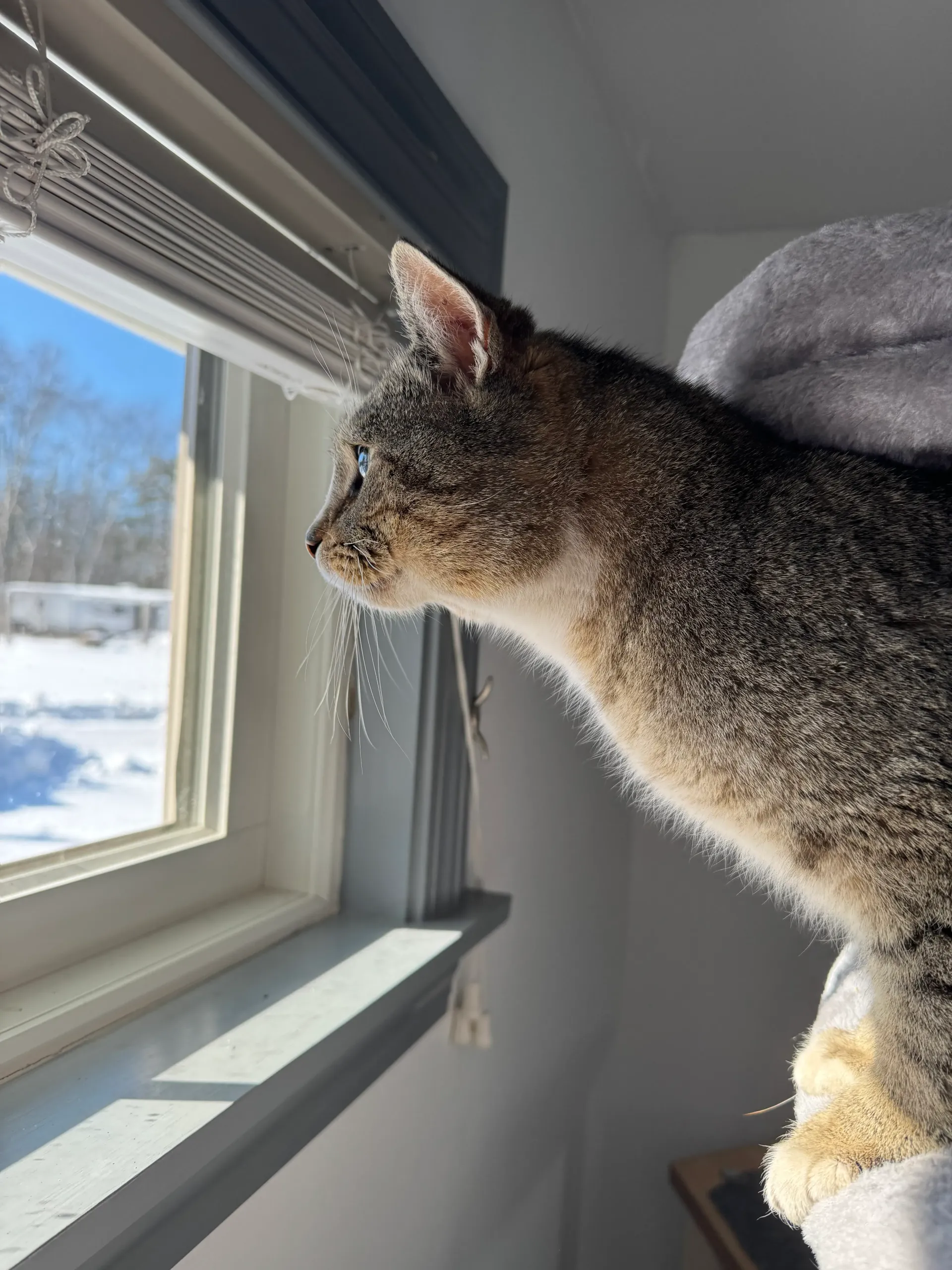 Cat looking out a window at a snowy scene